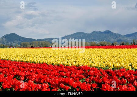 Magnifiques tulipes rouges et jaunes. Champ de tulipes ou champs près de la Connner, Washington, dans la vallée de Skagit. Au printemps. Banque D'Images