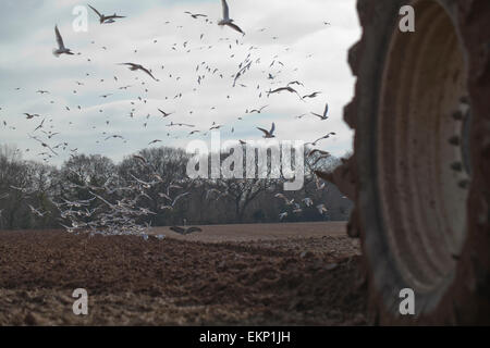 Les goélands à tête noire (Larus ridibunda) et Héron cendré (Ardea cinerea), tracteur charrue. Ingham, Norfolk. Preparin Banque D'Images