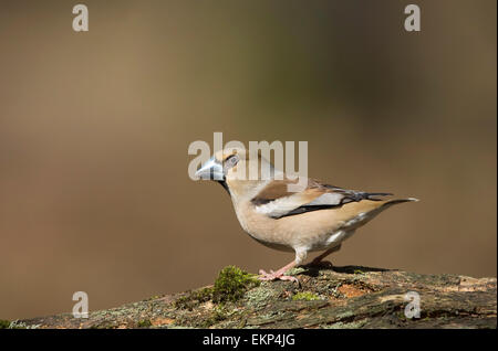 Femme Hawfinch perché sur un journal dans la forêt de Dean Banque D'Images