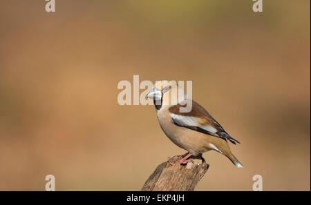 Femme Hawfinch perché sur un journal dans la forêt de Dean Banque D'Images