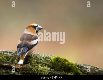 Homme Hawfinch reposant sur journal couvert de mousse Banque D'Images