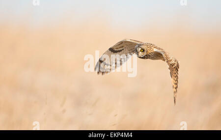 Hibou moyen court la chasse dans un pré sur une soirée hivers. Banque D'Images