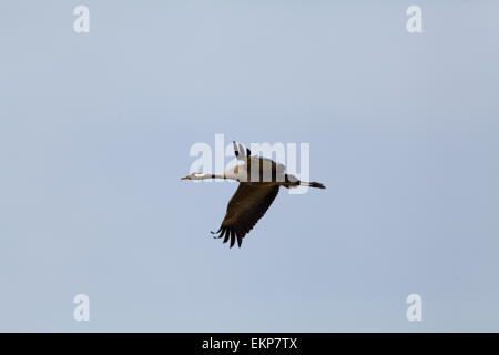 Ou eurasienne Grue cendrée (Grus grus). Vol soutenu, tracé vers le bas. Le Norfolk. L'East Anglia. UK. Banque D'Images