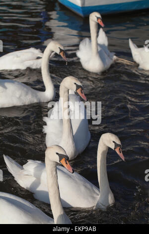 Le Cygne tuberculé (Cygnus olor). Aucune - Les oiseaux nicheurs en attente de distribution alimentaire de visiteurs humains de Norfolk Broads. L'Angleterre. Banque D'Images