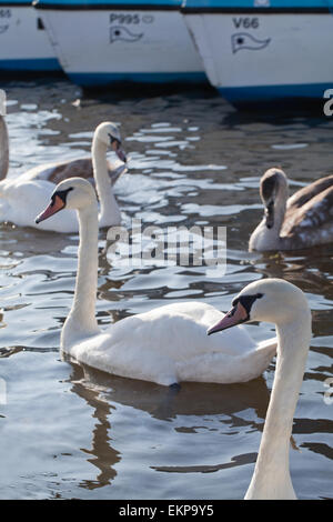 Le Cygne tuberculé (Cygnus olor). Aucune - la reproduction des oiseaux d'âges différents, en attente de distribution alimentaire de visiteurs humains de Norfolk Broads. Banque D'Images