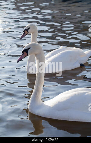 Le Cygne tuberculé (Cygnus olor). Aucune - Les oiseaux nicheurs en attente de distribution alimentaire de visiteurs humains de Norfolk Broads. L'Angleterre. Banque D'Images