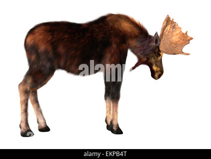 Numérique 3D render of a male moose isolé sur fond blanc Banque D'Images