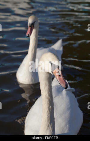 Le Cygne tuberculé (Cygnus olor). Aucune - Les oiseaux nicheurs en attente de distribution alimentaire de visiteurs humains de Norfolk Broads. L'Angleterre. Banque D'Images