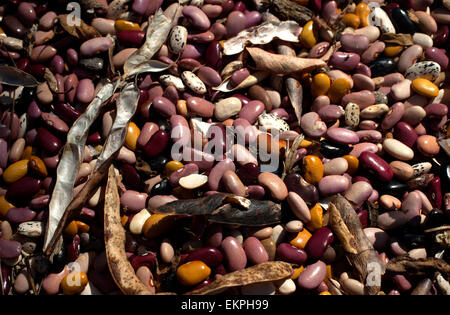 Haricots multicolores dans Tepetlixpa "banque de semences", créé par Tomas Villanueva Buendia 'Tomaicito» Banque D'Images