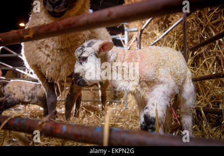 Les agneaux nouveau-nés dans l'abri de l'agnelage sur haut les South Downs près de Seaford dans l'East Sussex. Banque D'Images