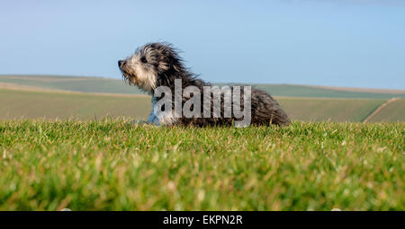 Darren Greenfield - Berger sur les South Downs avec sa belle Colley barbu et le chien de berger les agneaux nouveau-nés. Banque D'Images