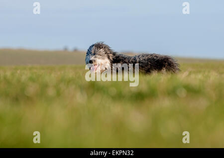 Darren Greenfield - Berger sur les South Downs avec sa belle Colley barbu et le chien de berger les agneaux nouveau-nés. Banque D'Images