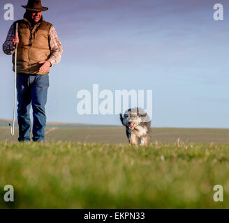 Darren Greenfield - Berger sur les South Downs avec sa belle Colley barbu et le chien de berger les agneaux nouveau-nés. Banque D'Images