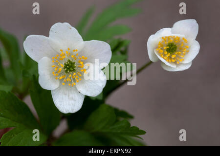 Anemone nemorosa, bois day by day Banque D'Images