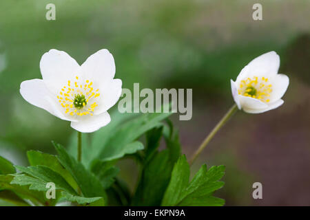 Anemone nemorosa, bois day by day Banque D'Images