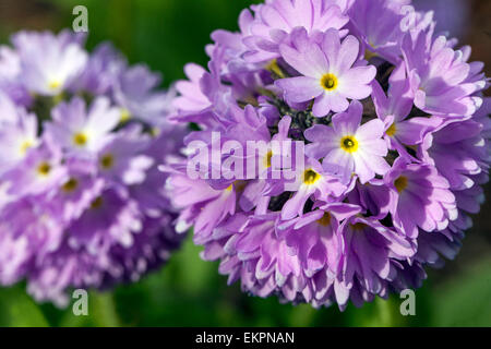 Blue Primula denticulata Primstick primroses fleurs de printemps plante Fermer Primrose Fleur Portrait Primula Garden Flower début de la floraison printanière Banque D'Images