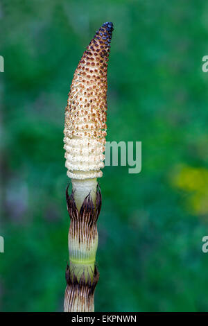 La prêle Equisetum telmateia Grand Banque D'Images