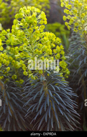 Euphorbia characias subsp. wulfenii, euphorbe Méditerranéenne Banque D'Images