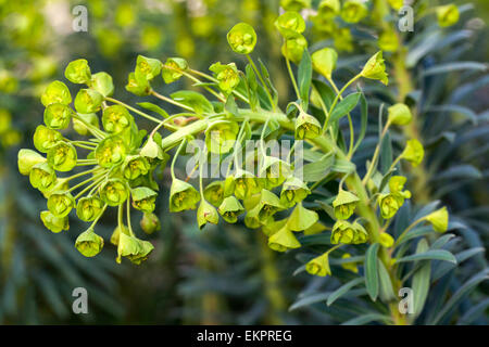 Euphorbia characias subsp. wulfenii, euphorbe Méditerranéenne Banque D'Images