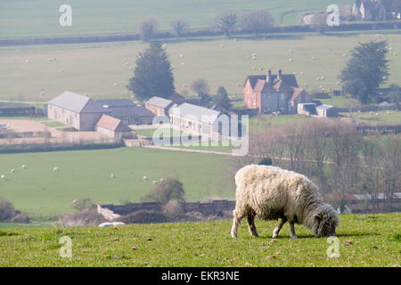 Un seul sondage moutons Dorset sur la Haye en bas de la colline dans la campagne anglaise dans le parc national des South Downs. West Dean Chichester West Sussex England UK Banque D'Images