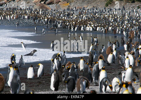 Le roi colonie de pingouins sur la plage volcanique noire de la Géorgie du sud du port d'Or Banque D'Images