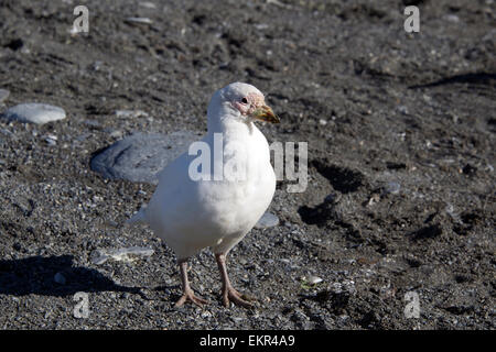 Sheathbill neigeux Gold Harbour Géorgie du Sud Banque D'Images