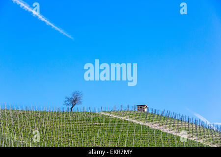 D'un vignoble dans la région du Piémont en Italie du nord, dans la région de Serralunga d'Alba.Le vignoble appartient à la Fontafredda wine estate. Banque D'Images