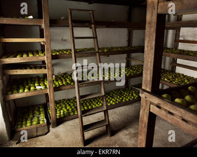 La pomme verte disposés en rangées pour l'hiver le stockage sur étagères en bois. Banque D'Images