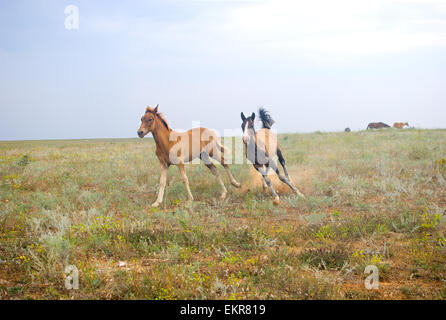 Beaux chevaux dans le champ, deux poulains de jouer et courir sur le terrain Banque D'Images