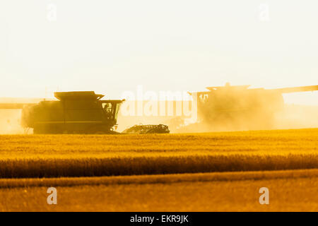 Paplow la récolte Company custom combine un champ de blé, près de Ray, Dakota du Nord, États-Unis d'Amérique Banque D'Images