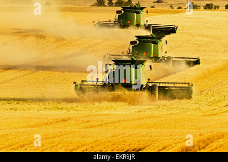 Paplow la récolte Company custom combine un champ de blé, près de Ray, Dakota du Nord, États-Unis d'Amérique Banque D'Images