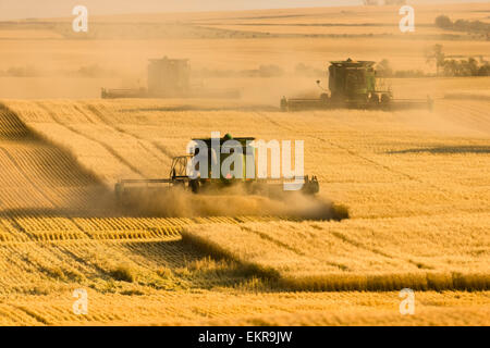 Paplow la récolte Company custom combine un champ de blé, près de Ray, Dakota du Nord, États-Unis d'Amérique Banque D'Images