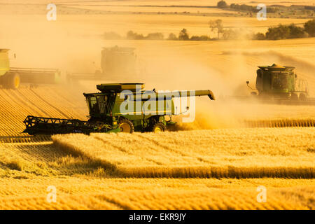 Paplow la récolte Company custom combine un champ de blé, près de Ray, Dakota du Nord, États-Unis d'Amérique Banque D'Images