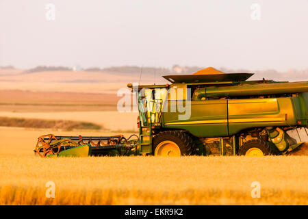 Paplow la récolte Company custom combine un champ de blé, près de Ray, Dakota du Nord, États-Unis d'Amérique Banque D'Images