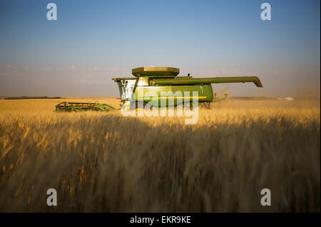 Paplow la récolte Company custom combine un champ de blé, près de Ray, Dakota du Nord, États-Unis d'Amérique Banque D'Images