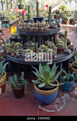 Cactus et succulentes pour la vente, Tohono Chul Park, Tucson, Arizona Banque D'Images