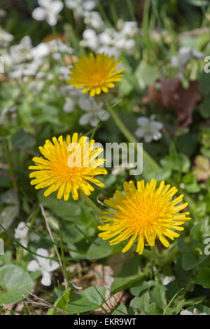 Close up de fleurs de pissenlit jaune vif à côté de plus en plus d'herbe verte, de fleurs blanches et d'autres végétaux au printemps Banque D'Images