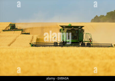 Paplow la récolte Company custom combine un champ de blé, près de Ray, Dakota du Nord, États-Unis d'Amérique Banque D'Images