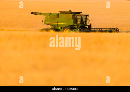 Paplow la récolte Company custom combine un champ de blé, près de Ray, Dakota du Nord, États-Unis d'Amérique Banque D'Images