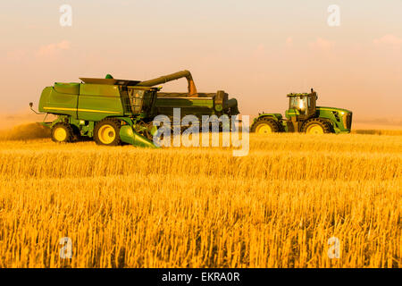 Paplow la récolte Company custom combine un champ de blé, près de Ray, Dakota du Nord, États-Unis d'Amérique Banque D'Images