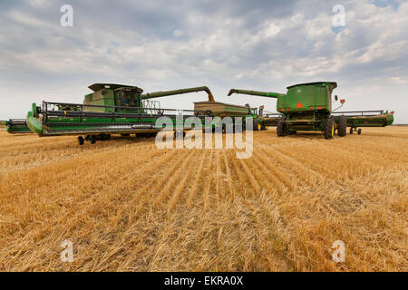 Paplow la récolte Company custom combine un champ de blé, près de Ray, Dakota du Nord, États-Unis d'Amérique Banque D'Images