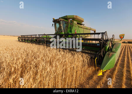 Paplow la récolte Company custom combine un champ de blé, près de Ray, Dakota du Nord, États-Unis d'Amérique Banque D'Images