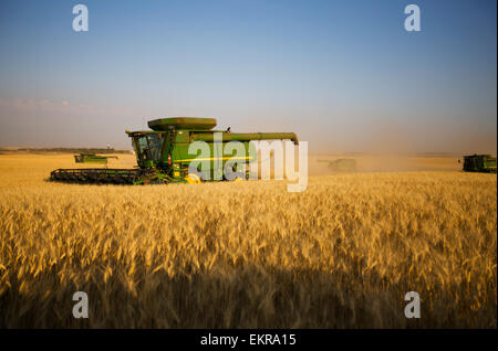 Paplow la récolte Company custom combine un champ de blé, près de Ray, Dakota du Nord, États-Unis d'Amérique Banque D'Images