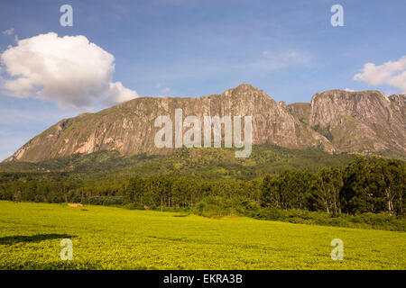 Les plantations de thé sur le bas des pentes du mont Mulanje au Malawi, l'Afrique. Banque D'Images