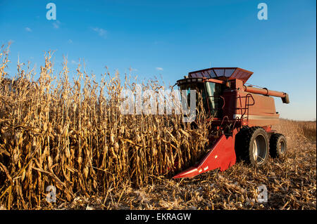 La récolte du maïs ; Savage, Minnesota, United States of America Banque D'Images