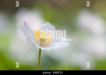 Anémone des bois (Anemone nemorosa) dans la fleur de l'Europe Banque D'Images