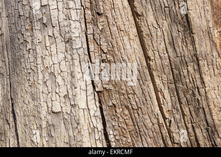 Vieille écorce d'arbre texture background Banque D'Images
