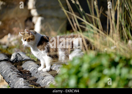 Chat domestique (Felis silvestris catus) sur un toit en France Banque D'Images