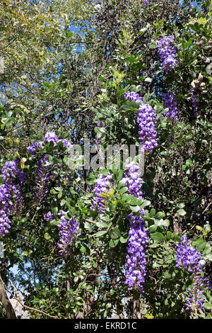 Mountain Laurel Texas (Dermatophyllum secundiflorum), Arizona Banque D'Images