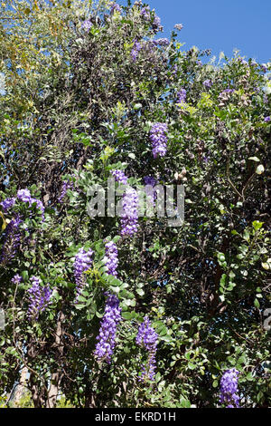 Mountain Laurel Texas (Dermatophyllum secundiflorum), Arizona Banque D'Images